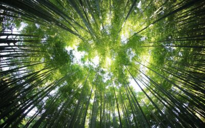 Alliance Forêts Bois : s’adapter, au cœur d’une filière d’avenir !